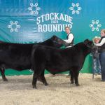 PED 5C & 51H - 2020 Stockade Roundup Reserve Champion Black Angus Female 